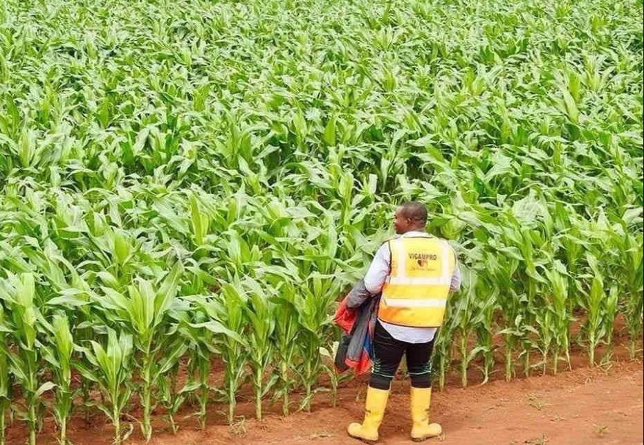 PROJET DE CREATON D’UNE PLANTATION DE PRODUCTION DE MAÏS , SOJA , HARICOT , MANIOC ET DE CHAMPIGNONS A MINKOMILALA, ESSE , DEPARTEMENT DE LA MEFOU et AFAMBA , REGION DU CENTRE